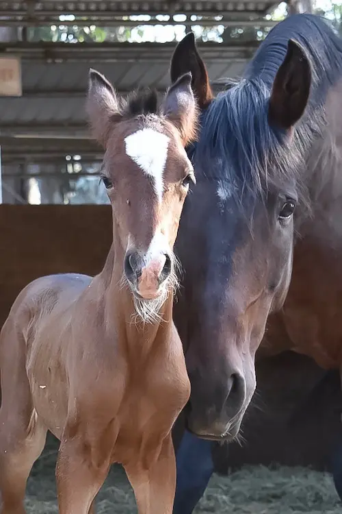 Young foal standing beside its mother horse inside a stable, symbolizing safety, care, and the mission of The Safe Horse Collective.